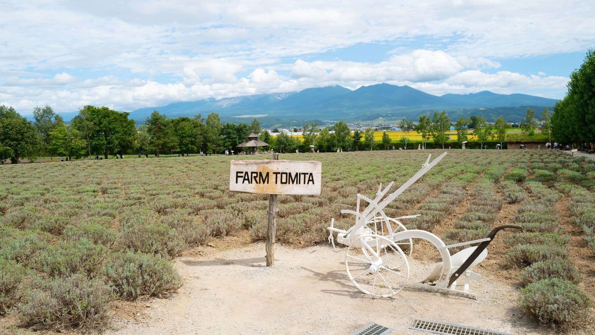 Lavender field on Farm Tomita with mountain and cloudy sky in the background, and white farming equipment in the foreground.