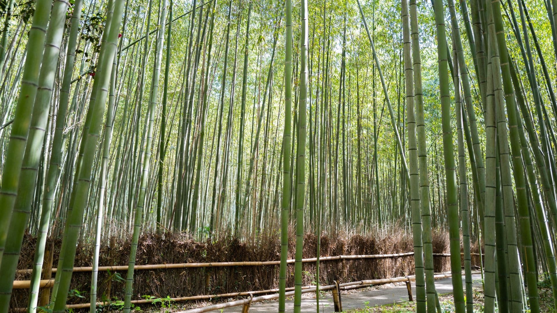 A bamboo forest with tall, green bamboo stalks and a paved path with wooden railings.