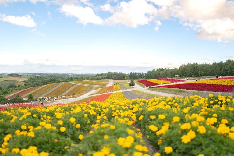 Colorful flower fields with blooming yellow, red, orange, and purple flowers under a partly cloudy sky, with a winding path and distant trees.