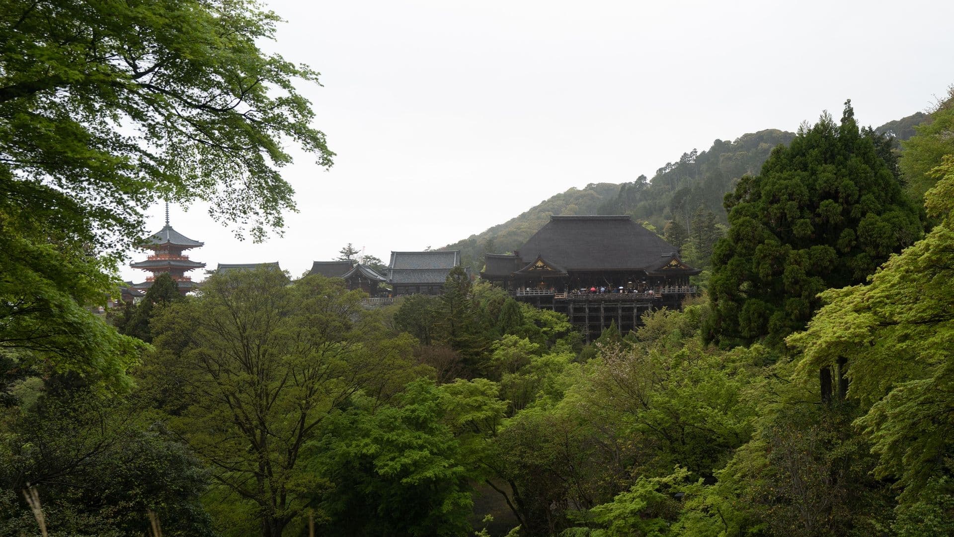 Traditional Japanese temple complex on a hillside, surrounded by lush green trees and foliage.